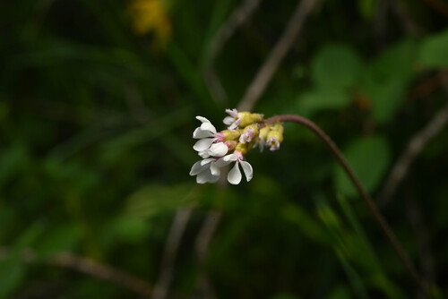 Williams' miterwort (Conimitella williamsii)