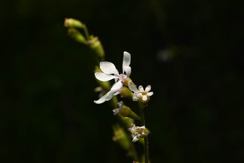 Williams' miterwort (Conimitella williamsii)
