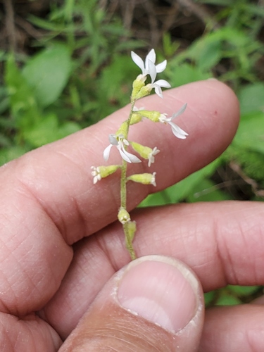 Williams' miterwort (Conimitella williamsii)
