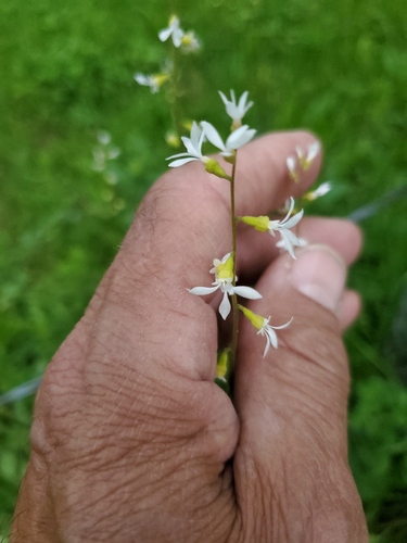Williams' miterwort (Conimitella williamsii)