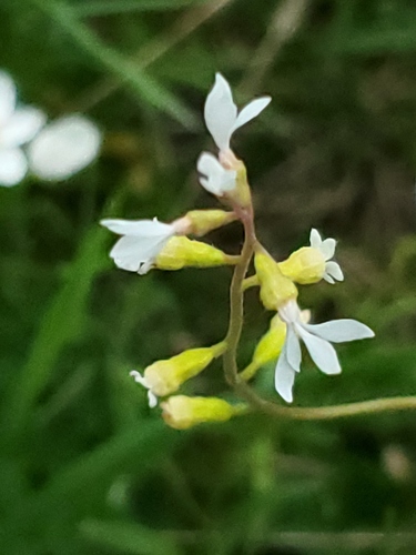 Williams' miterwort (Conimitella williamsii)
