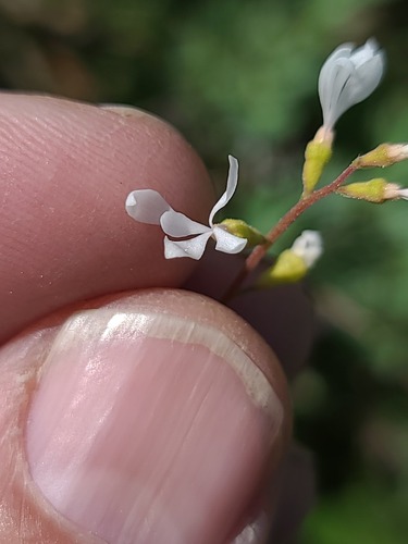 Williams' miterwort (Conimitella williamsii)