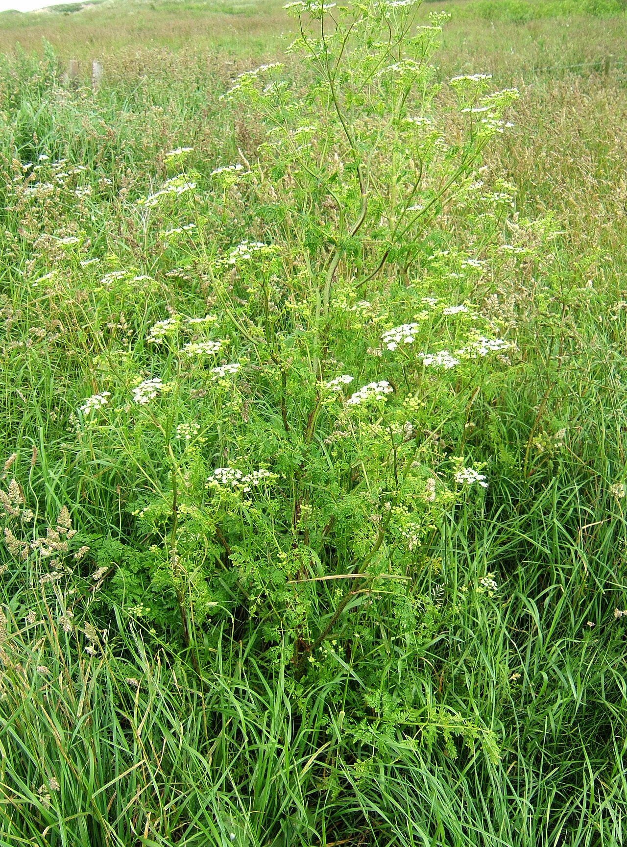 Poison hemlock: Conium maculatum plant, Cresswell Dunes, Northumberland (VC 67), UK