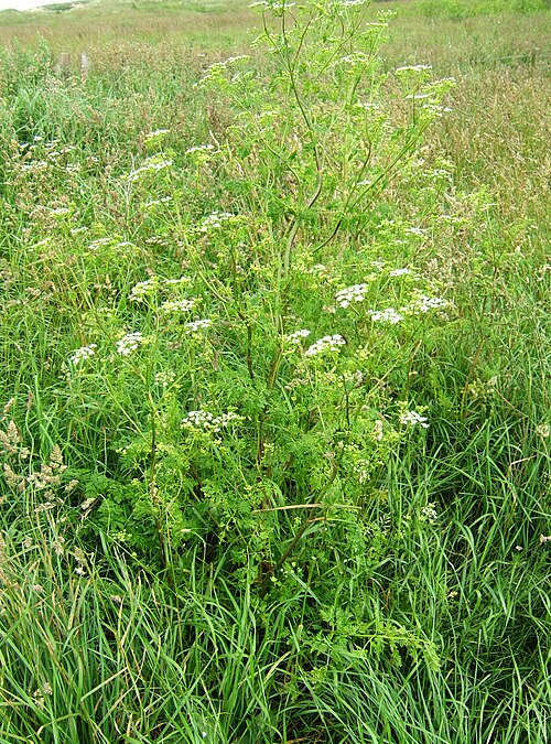 Poison hemlock: Conium maculatum plant, Cresswell Dunes, Northumberland (VC 67), UK