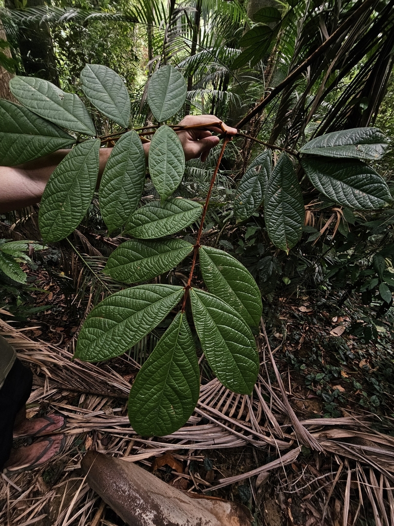 Connarus ferrugineus (Connarus ferrugineus)