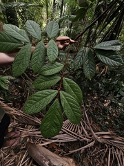 Connarus ferrugineus (Connarus ferrugineus)