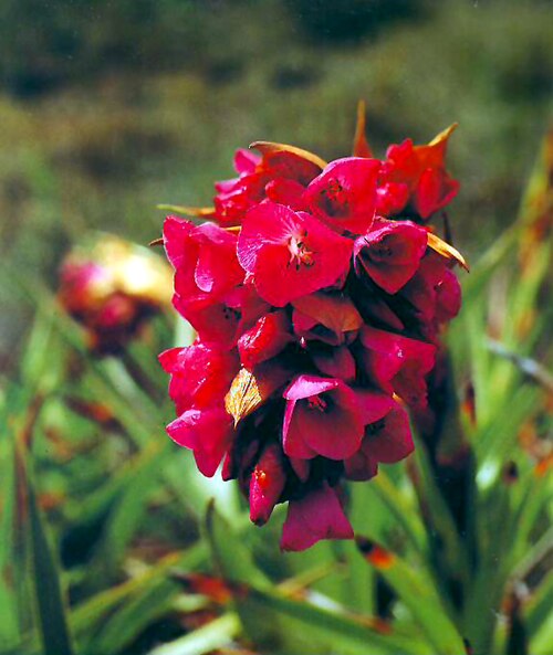 Connellia augustae: Flora de Venezuela