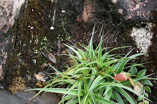 Connellia quelchii: Connellia quelchii of mount Roraima, Venezuela