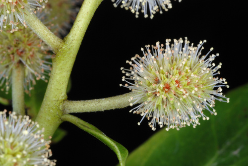 Button mangrove