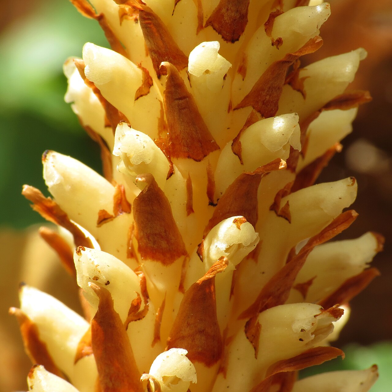 American cancer-root: Conopholis americana . Rock Creek Park, Washington, DC, USA