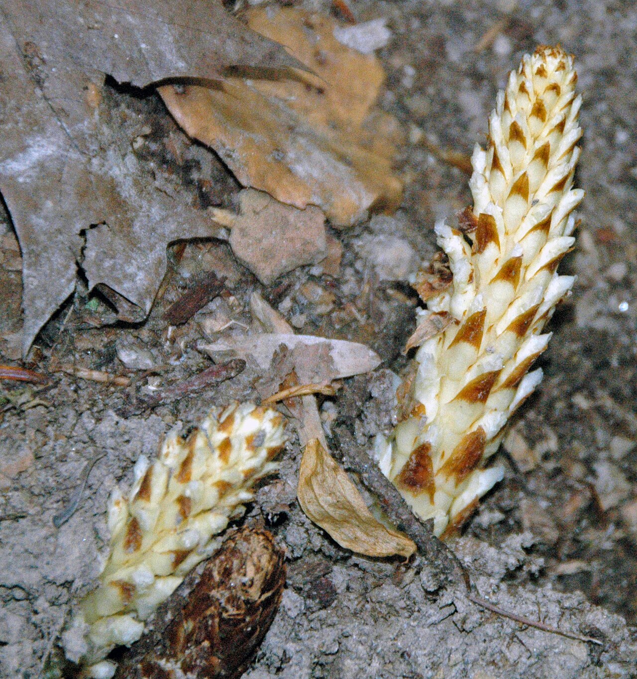 American cancer-root: Conopholis americana (Linnaeus, 1767) - squaw root in Ohio, USA. Plants are multicellular, photosynthesizing eucaryotes. Most species occupy terrestrial environ