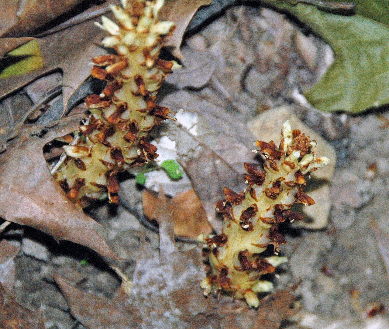 American cancer-root: Conopholis americana (Linnaeus, 1767) - squaw root in Ohio, USA. Plants are multicellular, photosynthesizing eucaryotes. Most species occupy terrestrial environ