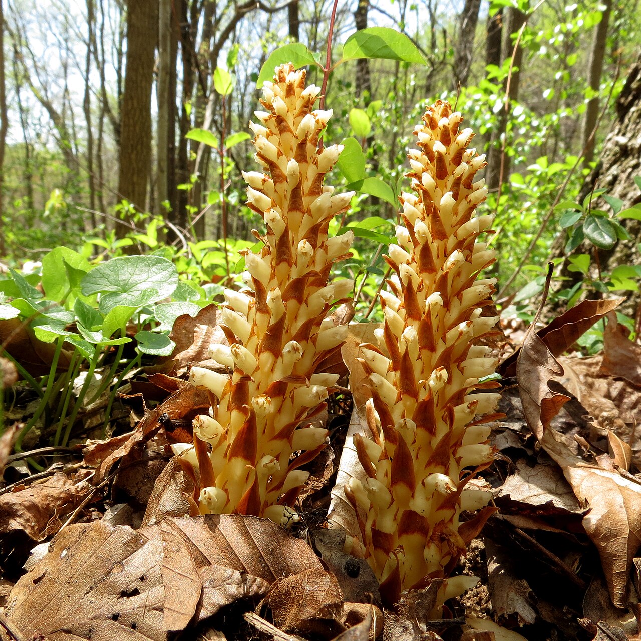 American cancer-root: Conopholis americana . Rock Creek Park, Washington, DC, USA