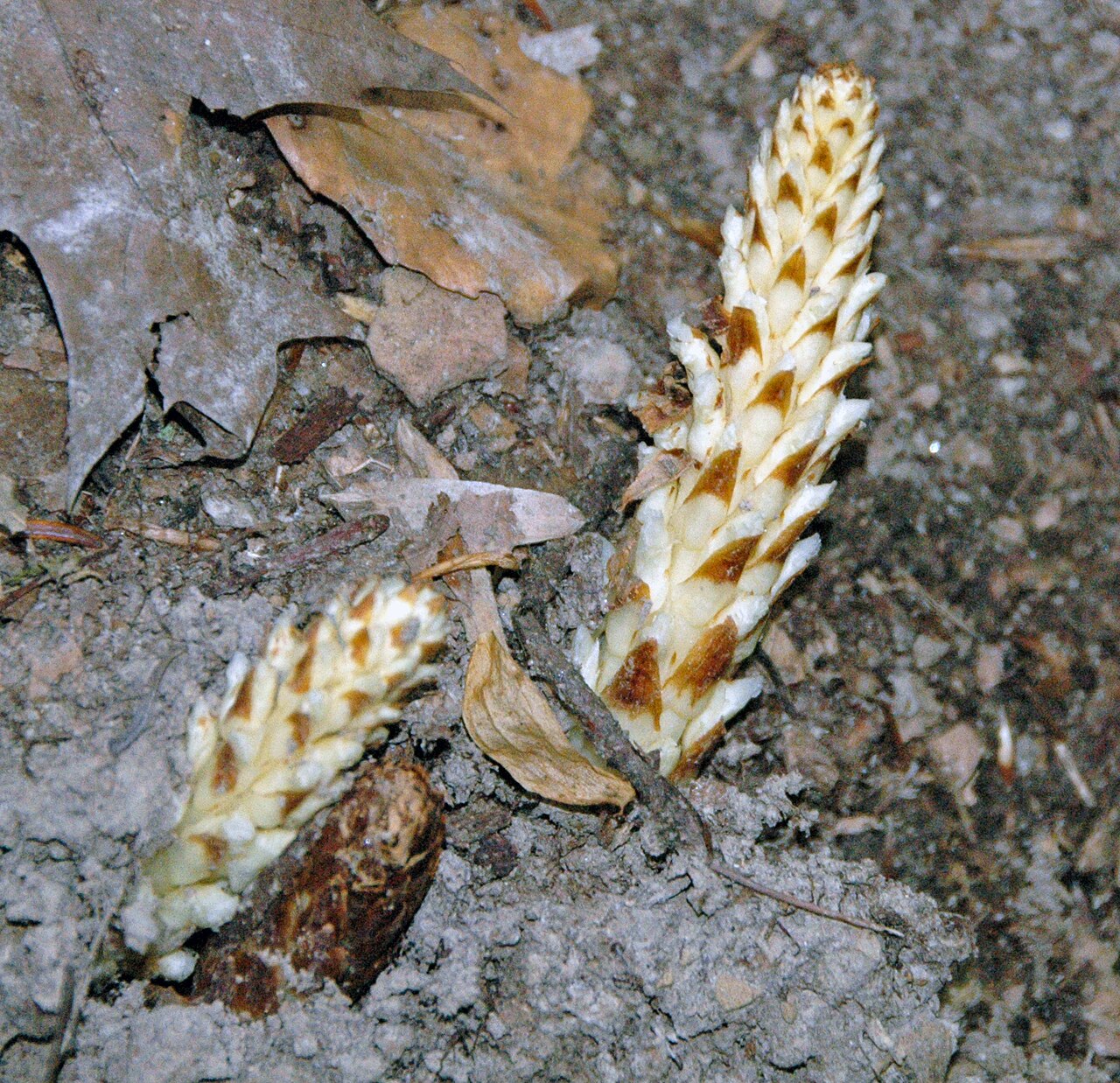 American cancer-root: Conopholis americana (Linnaeus, 1767) - squaw root in Ohio, USA. Plants are multicellular, photosynthesizing eucaryotes. Most species occupy terrestrial environ
