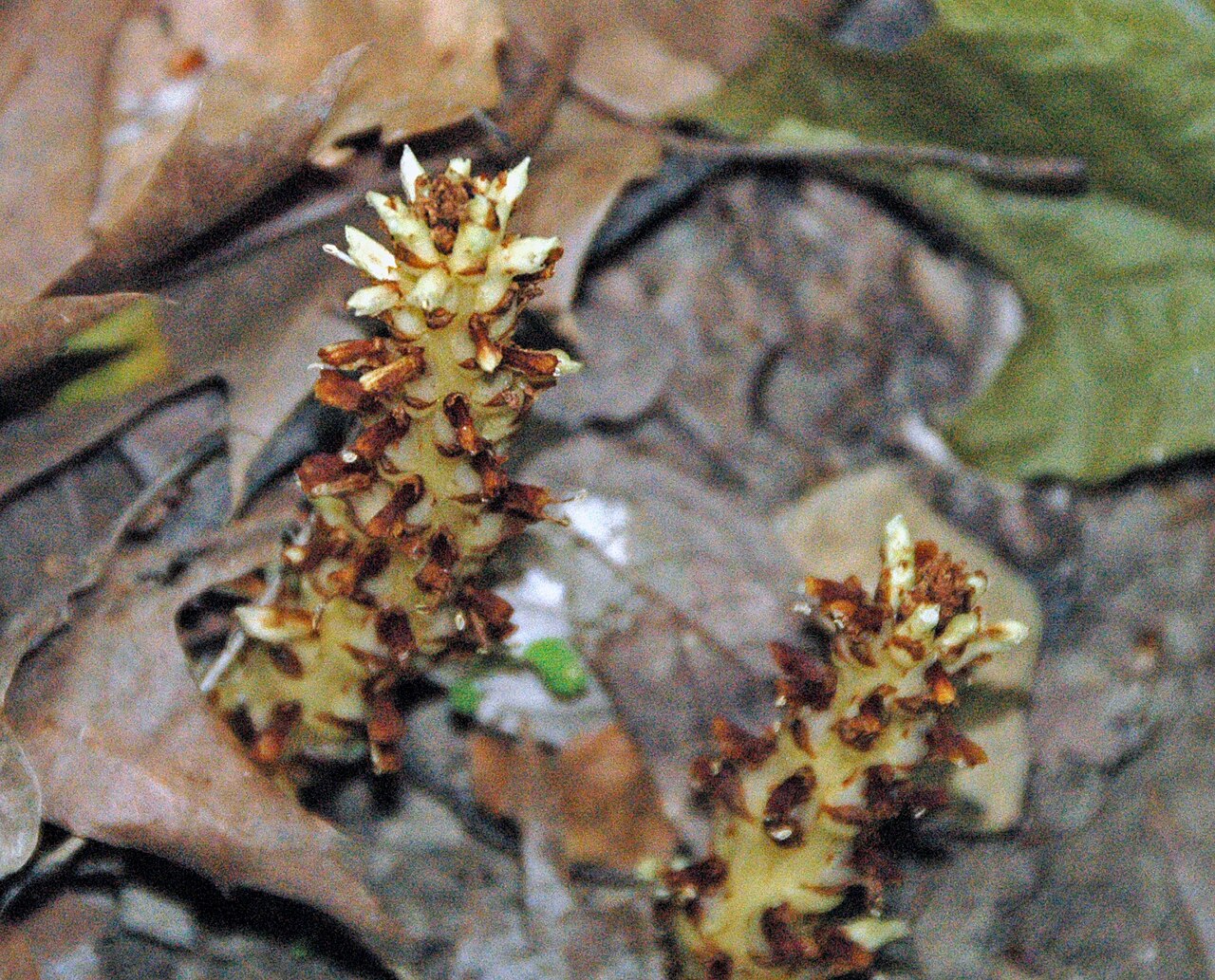 American cancer-root: Conopholis americana (Linnaeus, 1767) - squaw root in Ohio, USA. Plants are multicellular, photosynthesizing eucaryotes. Most species occupy terrestrial environ