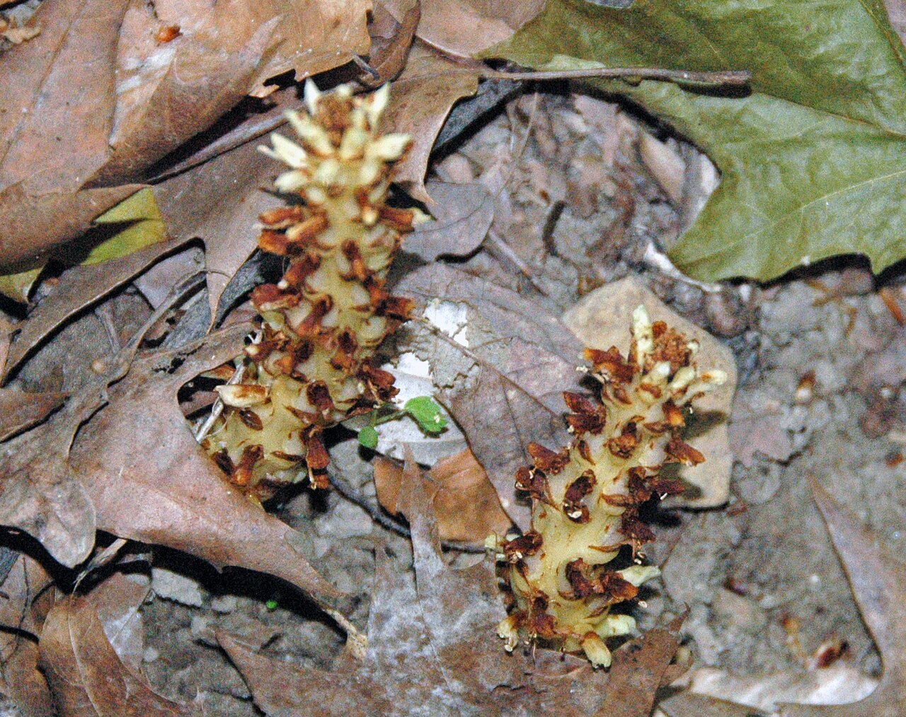 American cancer-root: Conopholis americana (Linnaeus, 1767) - squaw root in Ohio, USA. Plants are multicellular, photosynthesizing eucaryotes. Most species occupy terrestrial environ