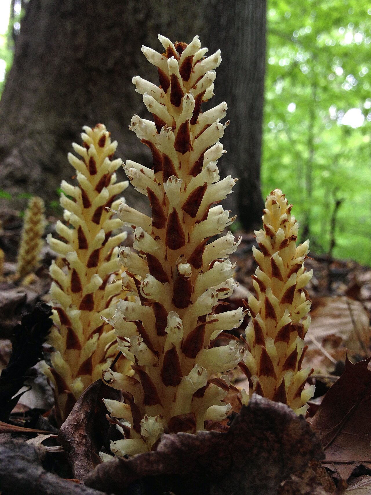 American cancer-root: Photograph of Conopholis americana in flower. This a native plant growing wild in Rock Creek Park in Washington, D.C., USA. This species is a member of the Orob