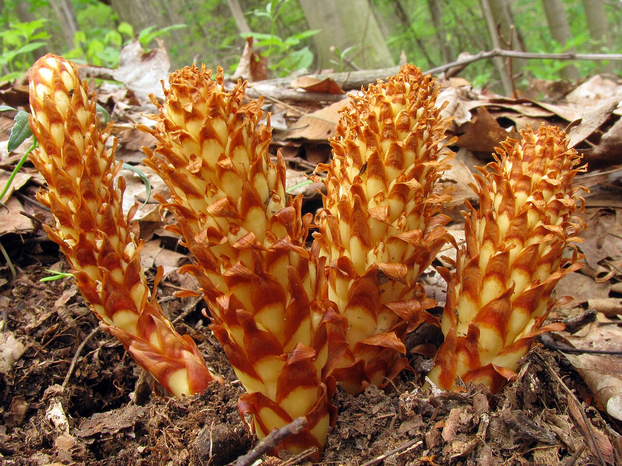 American cancer-root: For more information about this, see the observation page at Mushroom Observer.
