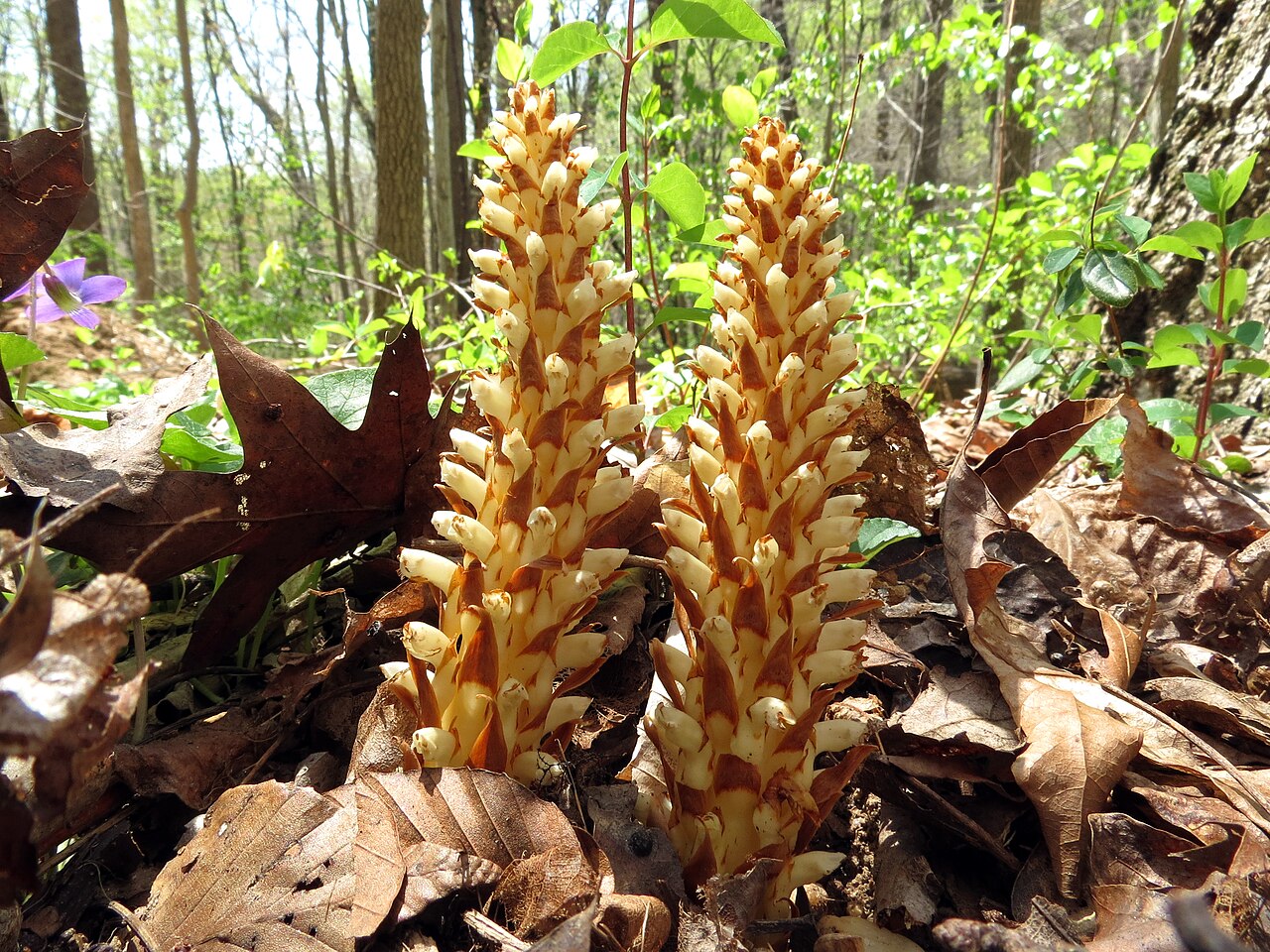 American cancer-root: Conopholis americana . Rock Creek Park, Washington, DC, USA