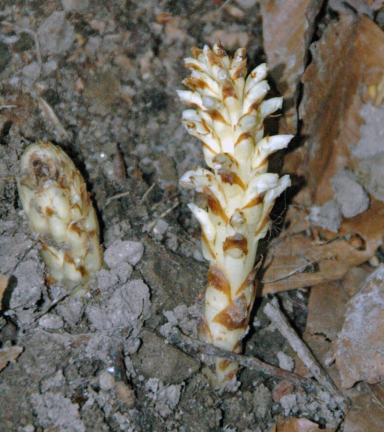 American cancer-root: Conopholis americana (Linnaeus, 1767) - squaw root in Ohio, USA. Plants are multicellular, photosynthesizing eucaryotes. Most species occupy terrestrial environ