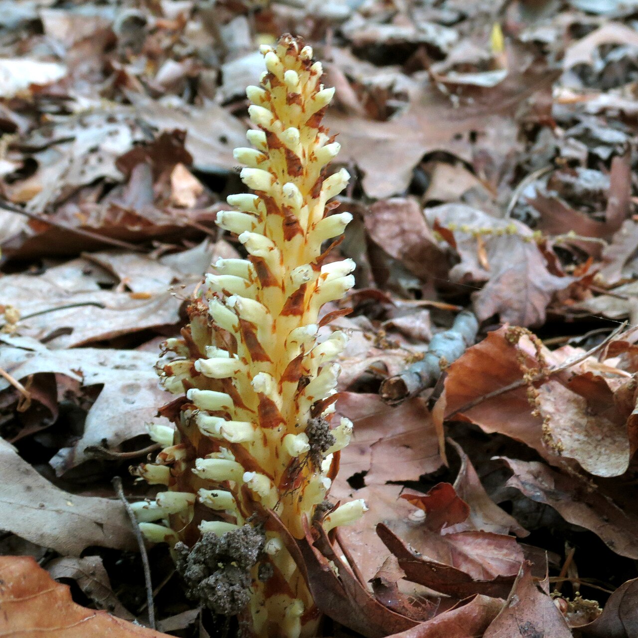 American cancer-root: Conopholis americana . Rock Creek Park, Washington, DC, USA.