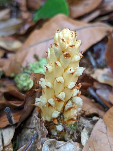Conopholis panamensis (Conopholis panamensis)