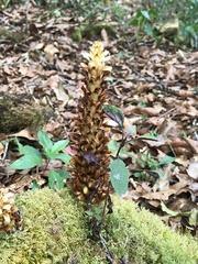 Conopholis panamensis (Conopholis panamensis)