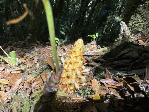 Conopholis panamensis (Conopholis panamensis)