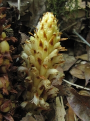 Conopholis panamensis (Conopholis panamensis)