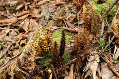 Conopholis panamensis (Conopholis panamensis)