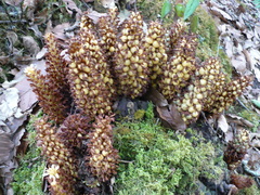 Conopholis panamensis (Conopholis panamensis)