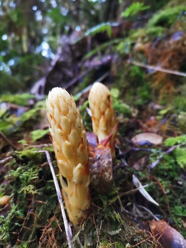 Conopholis panamensis (Conopholis panamensis)