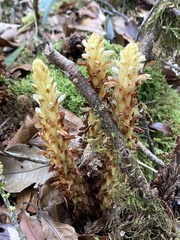 Conopholis panamensis (Conopholis panamensis)