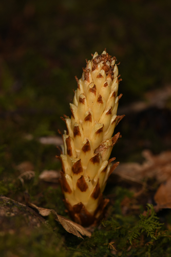 Conopholis panamensis (Conopholis panamensis)