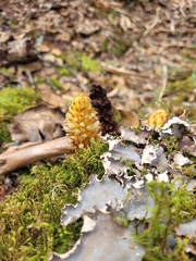 Conopholis panamensis (Conopholis panamensis)