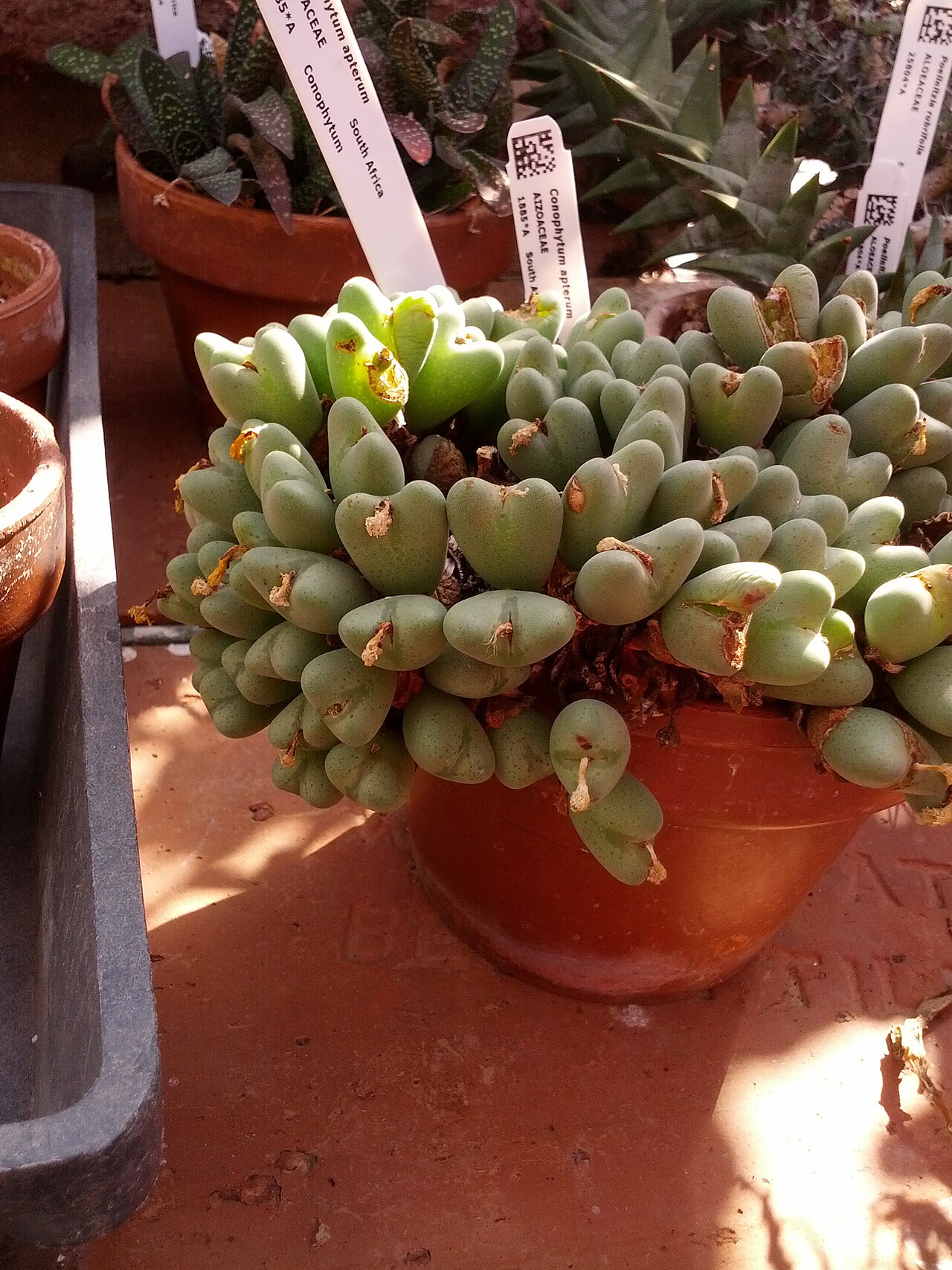 Conophytum acutum: Conophytum is a genus of South African and Namibian succulent plants that belong to the Aizoaceae family.