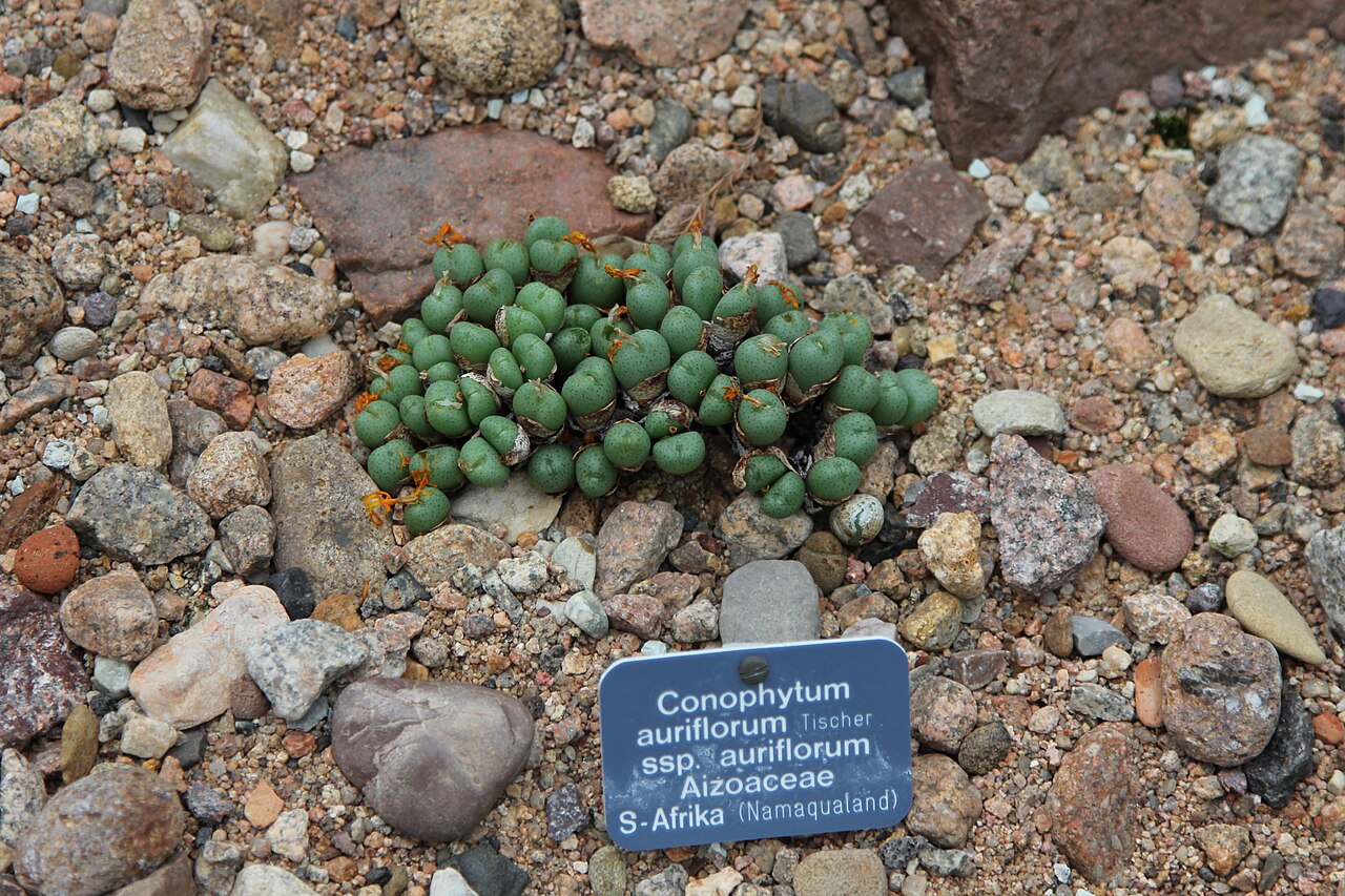 Conophytum auriflorum: Conophytum auriflorum in flower at the University of Basel
