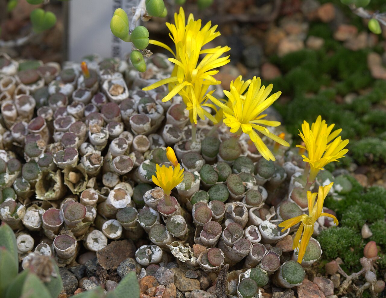 Conophytum auriflorum: Conophytum auriflorum ssp. turbiniformis at Gothenburg Botanical Garden. Plant id: 2001-1996 p Z -- Lintsen