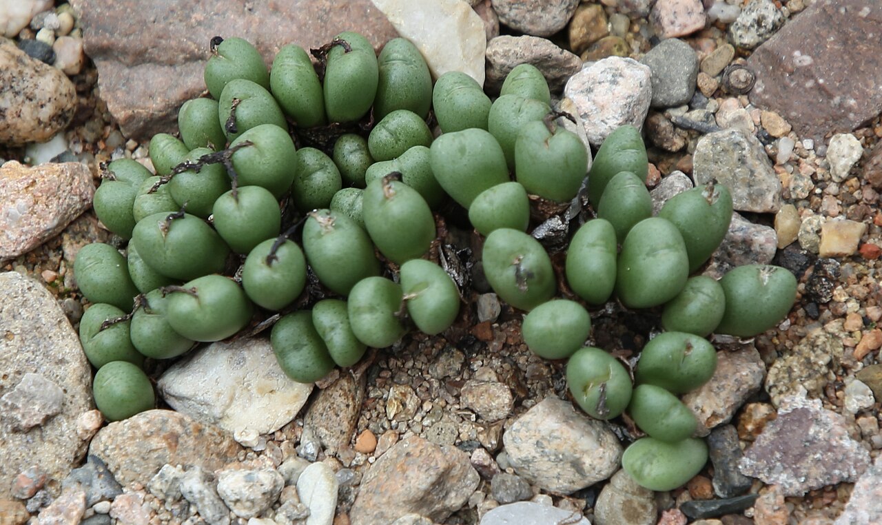 Conophytum auriflorum: Conophytum auriflorum in the botanical garden of the University of Basel, Switzerland