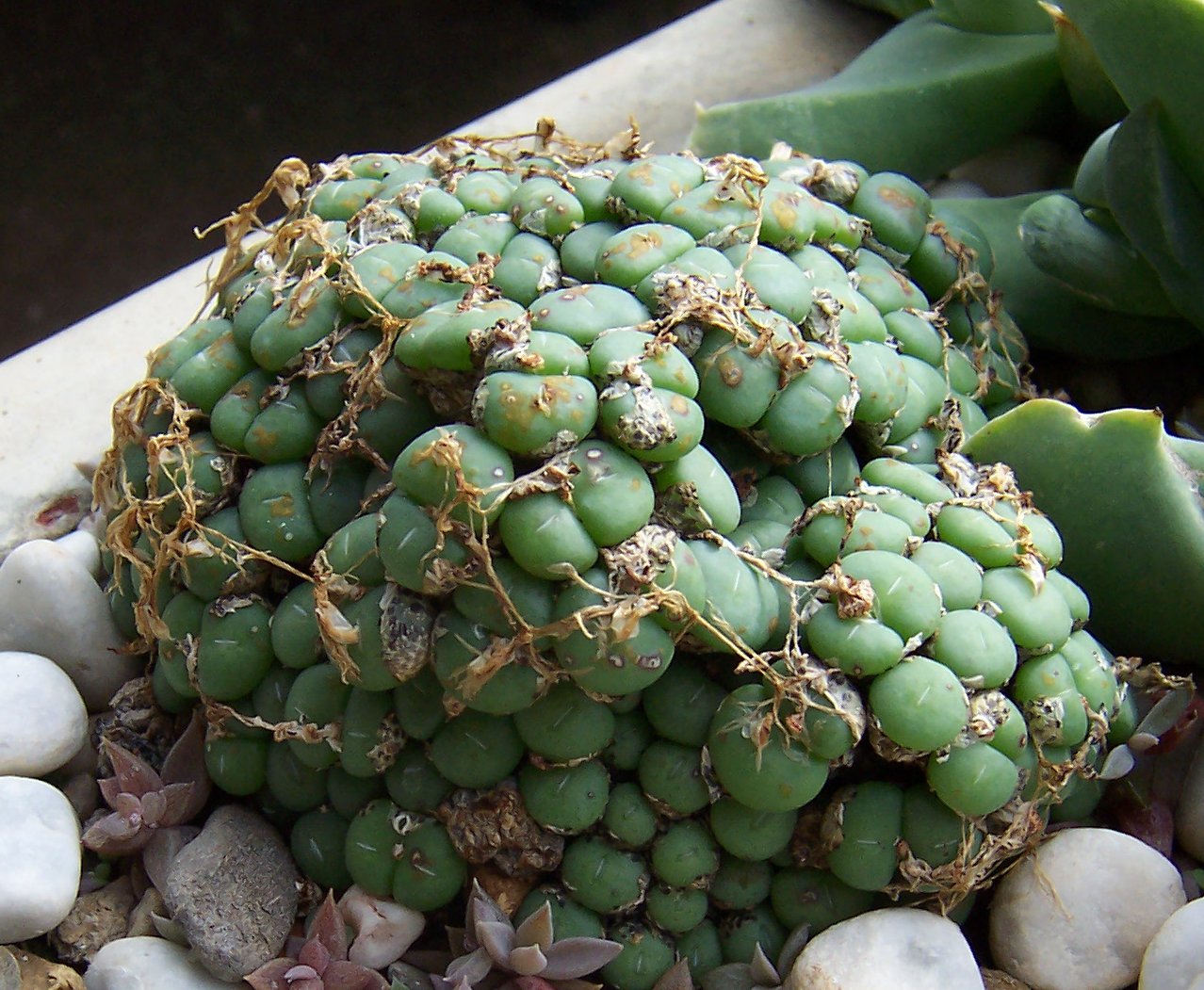 Cone plant: Conophytum bilobium ssp. bilobium var. klipbokbergense