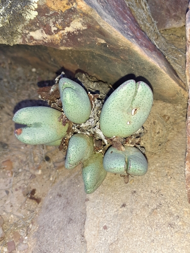 Cone plant (Conophytum bilobum)