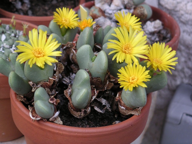 Cone plant: Personnal collection