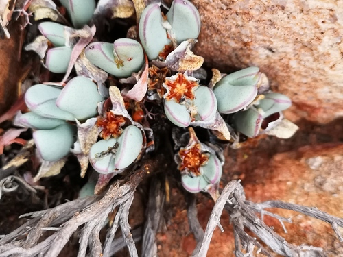 Cone plant (Conophytum bilobum)