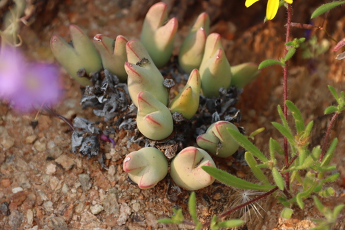 Cone plant (Conophytum bilobum)