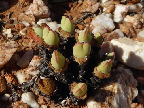 Cone plant (Conophytum bilobum)
