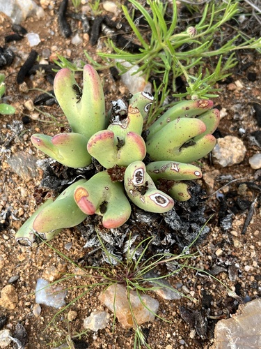 Cone plant (Conophytum bilobum)