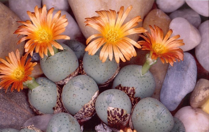 Cone plant: Personnal collection