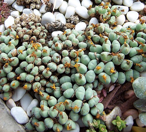 Cone plant: Conophytum bilobium ssp. bilobium var. corculum
