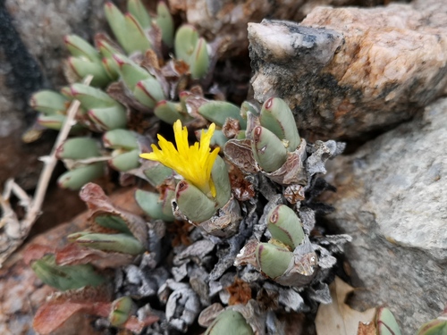 Cone plant (Conophytum bilobum)