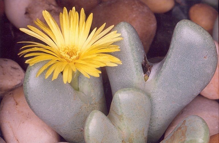 Cone plant: personnal collection